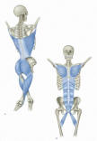 Anatomy Trains: Functional Lines | Anatomia muscolare, Muscoli, Corpo